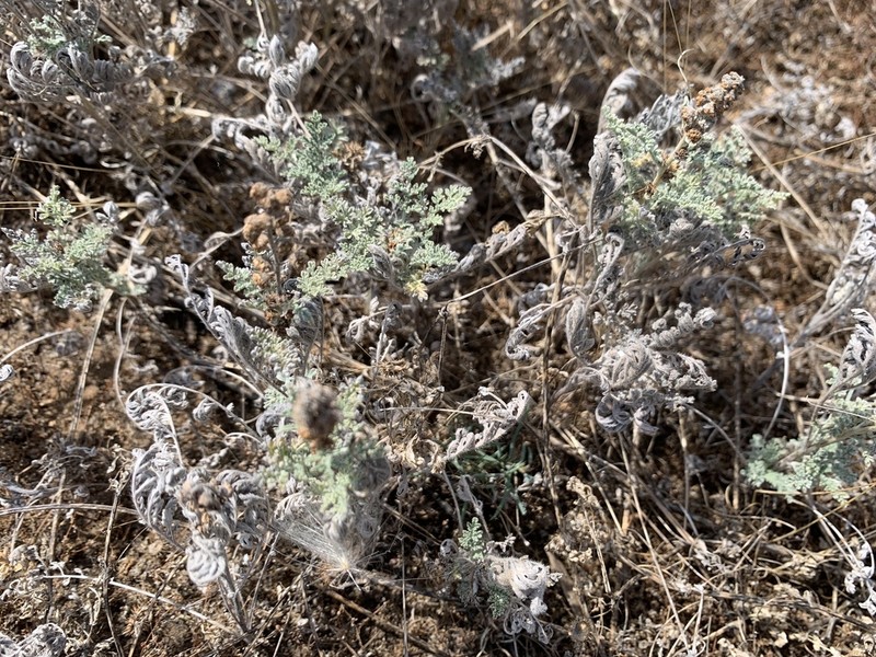 Dwarf Bur Ragweed photo 7