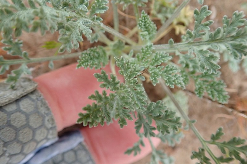 Dwarf Bur Ragweed photo 8