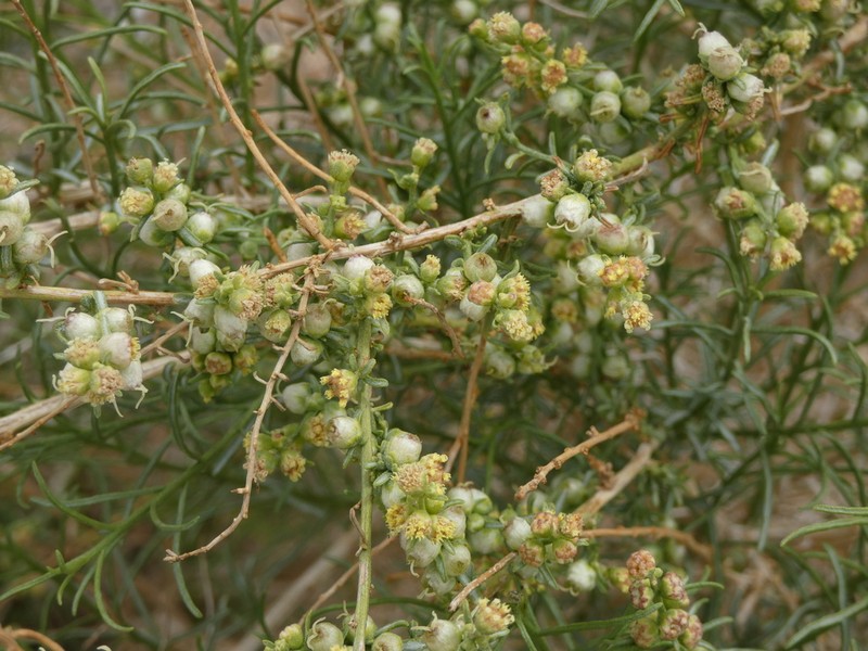 Burrobrush
