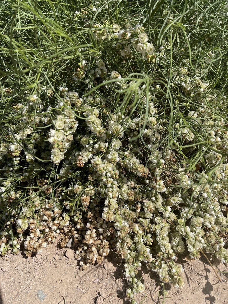 Burrobrush photo 2