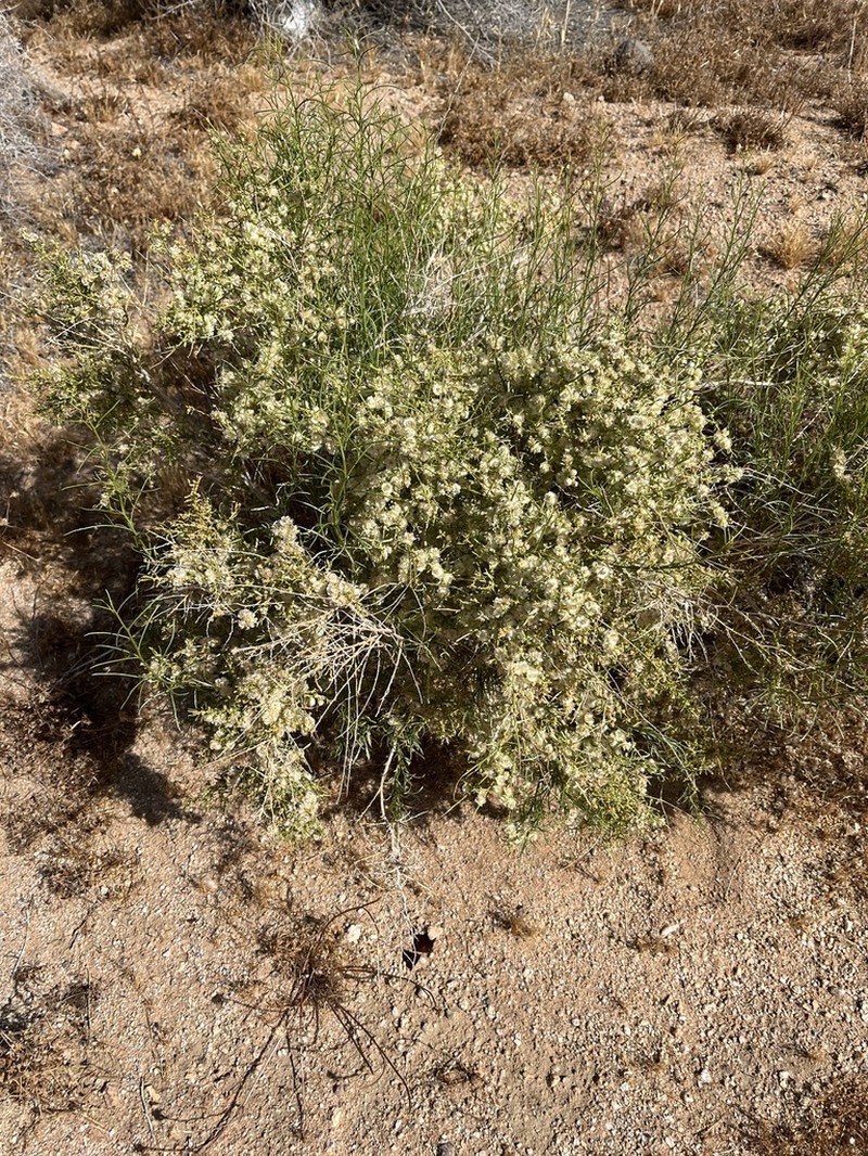 Burrobrush photo 3
