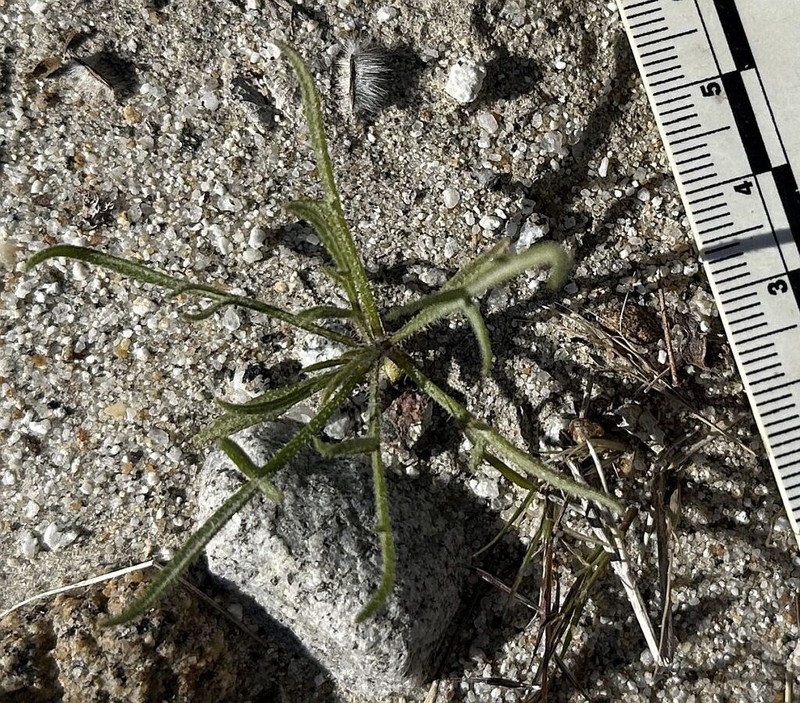 Burrobrush photo 4