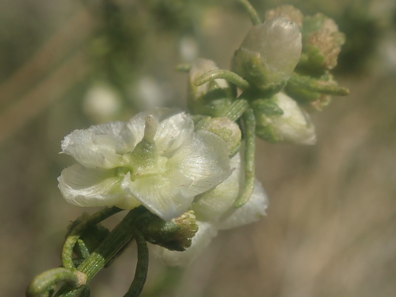 Burrobrush photo 5