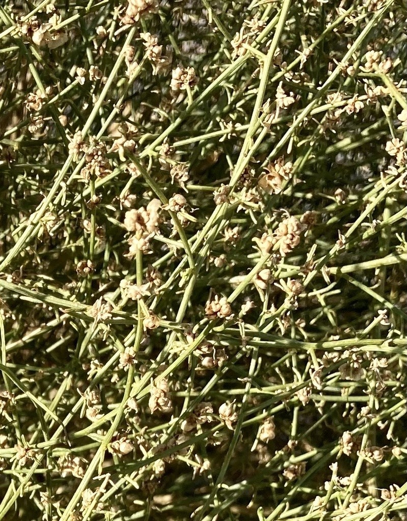 Burrobrush photo 6