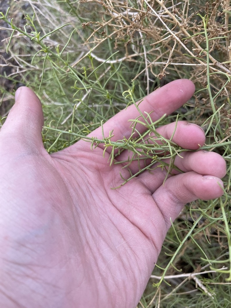 Burrobrush photo 7