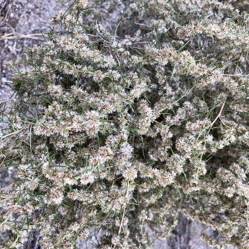 Burrobrush photo 8