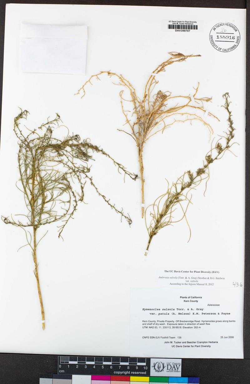 Ambrosia salsola var. fasciculata photo 4