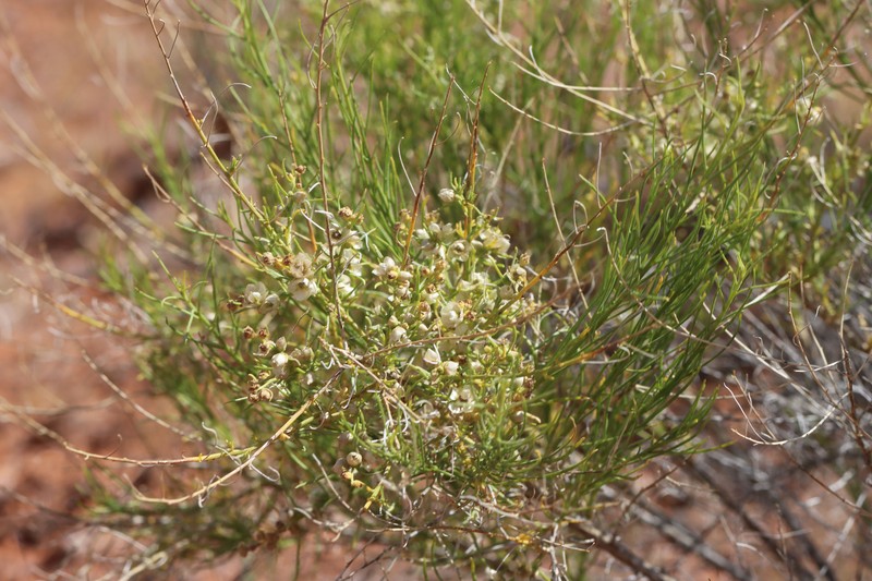 Ambrosia salsola var. fasciculata