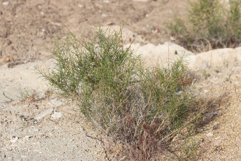 Ambrosia salsola var. fasciculata photo 2