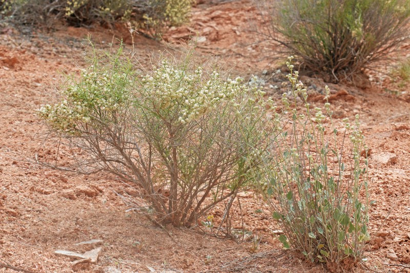 Ambrosia salsola var. fasciculata photo 3