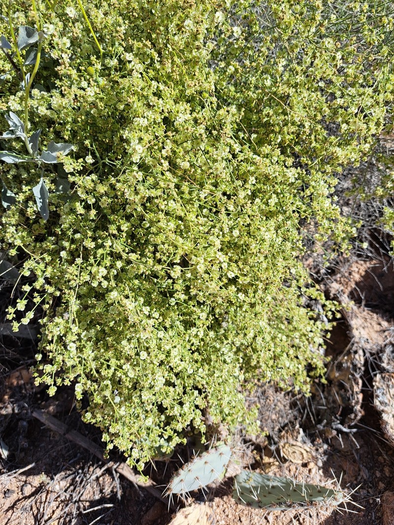 Ambrosia salsola var. pentalepis
