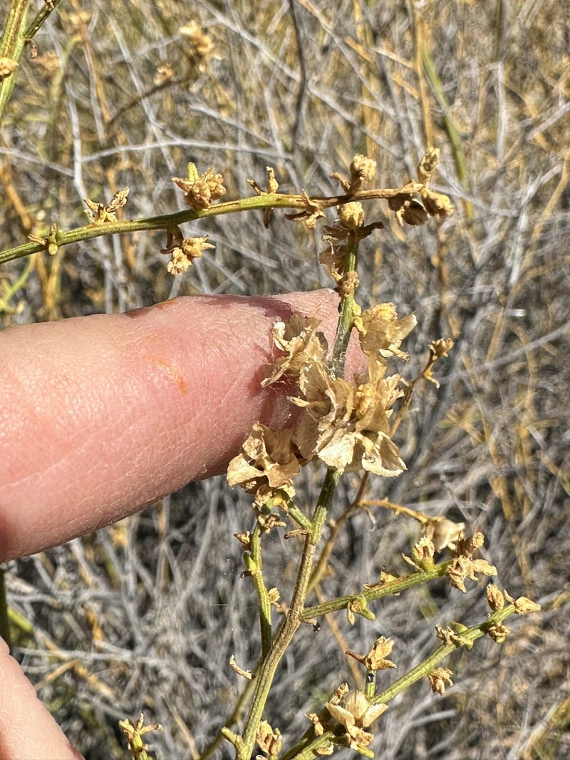 Ambrosia salsola var. pentalepis photo 2