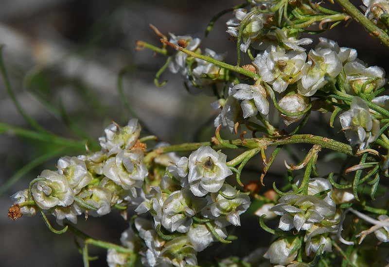 Ambrosia salsola var. pentalepis photo 3