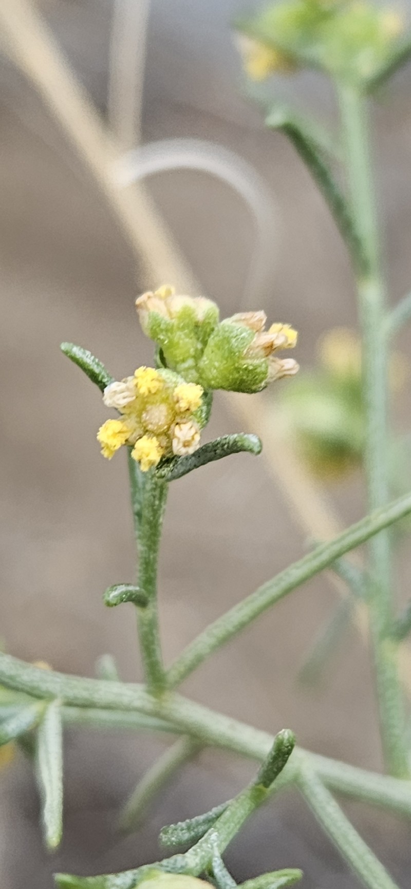 Ambrosia salsola var. salsola
