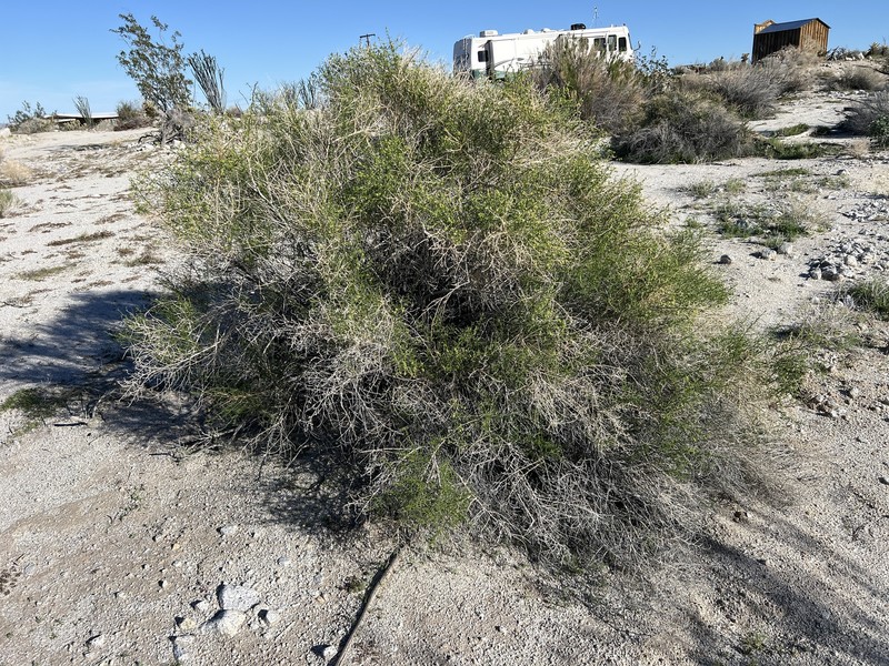 Ambrosia salsola var. salsola photo 2