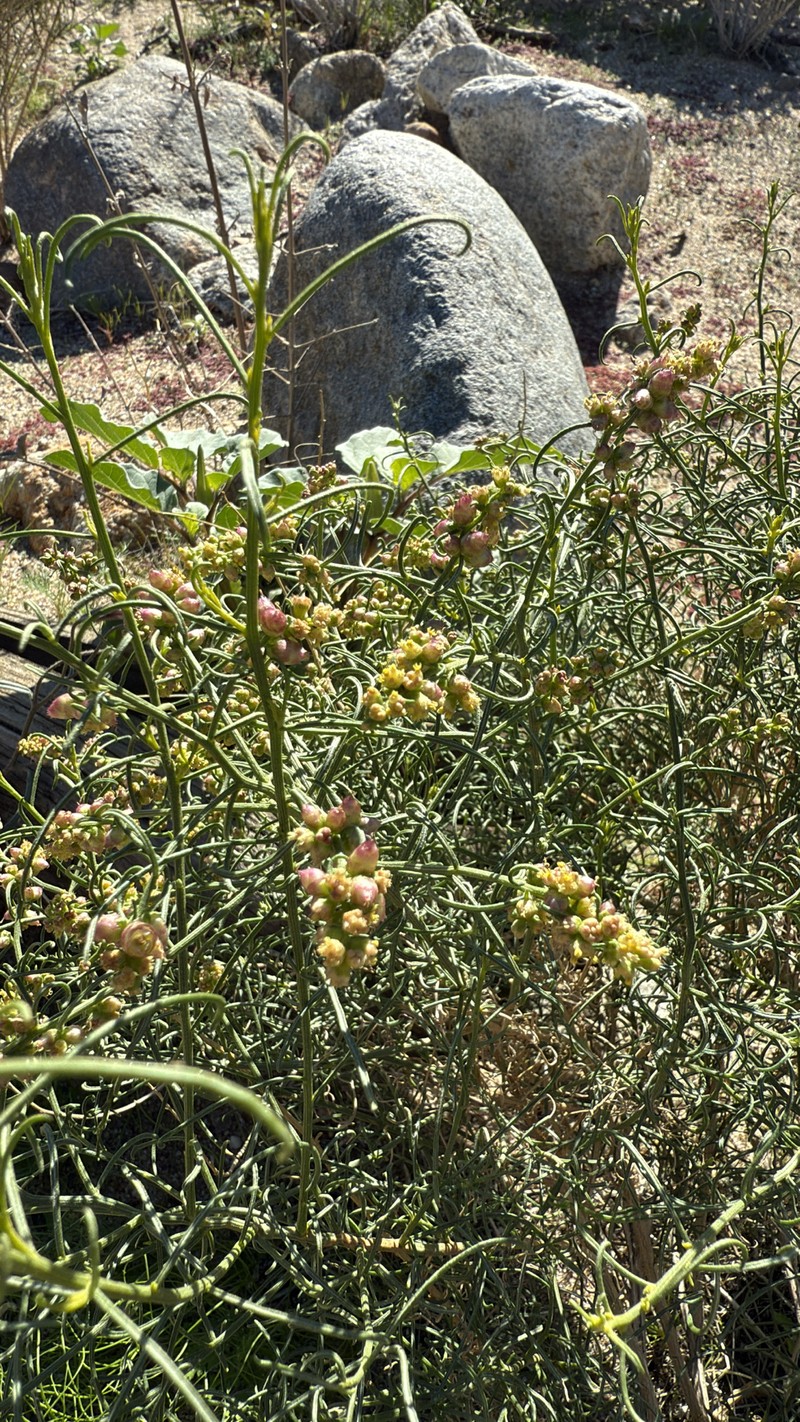 Ambrosia salsola var. salsola photo 3