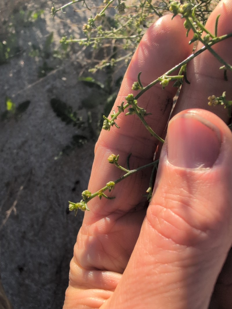Ambrosia salsola var. salsola photo 4