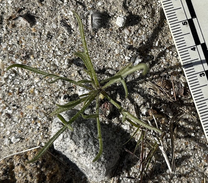 Ambrosia salsola var. salsola photo 5