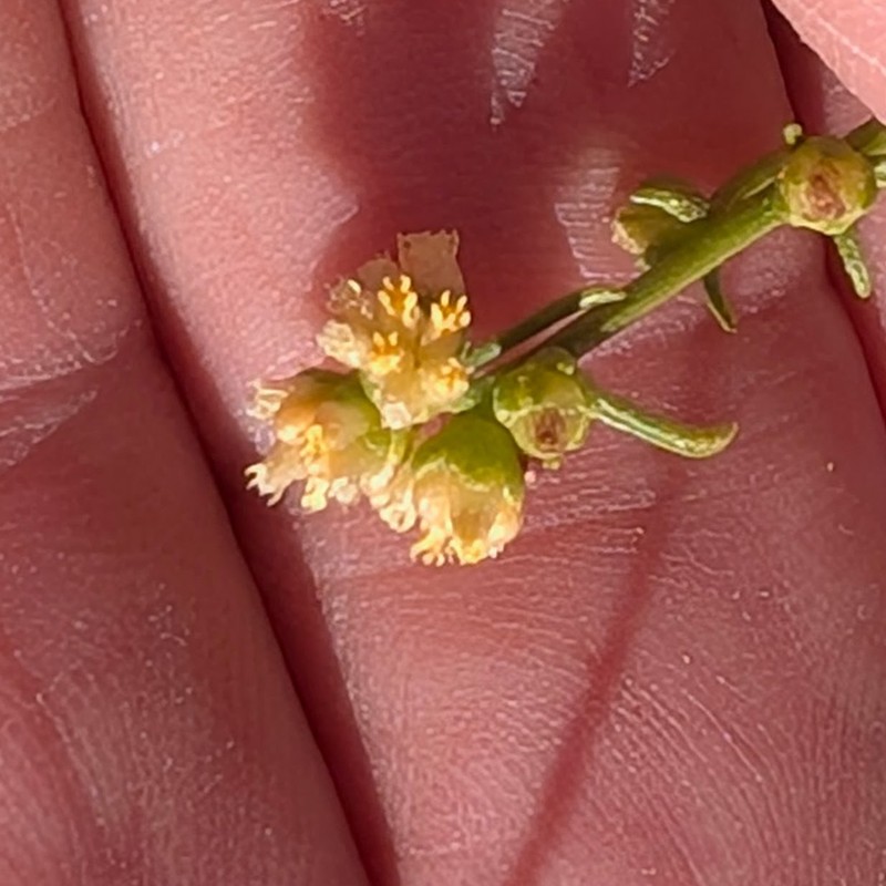 Ambrosia salsola var. salsola photo 6