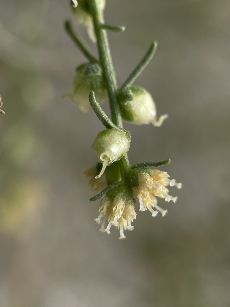 Ambrosia salsola var. salsola photo 7
