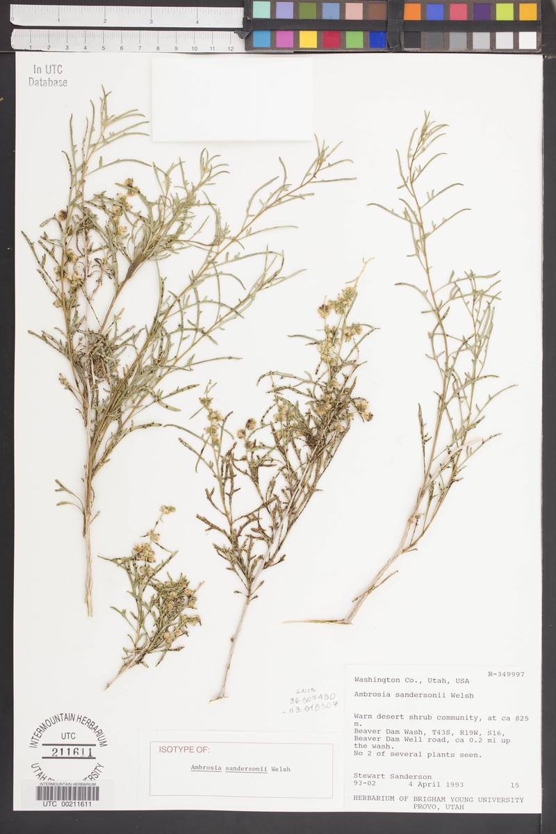 Sanderson's Burrobrush
