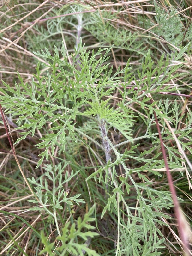 Slimleaf Bur Ragweed