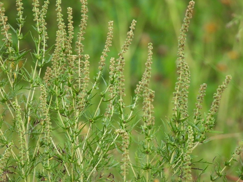 Slimleaf Bur Ragweed photo 2