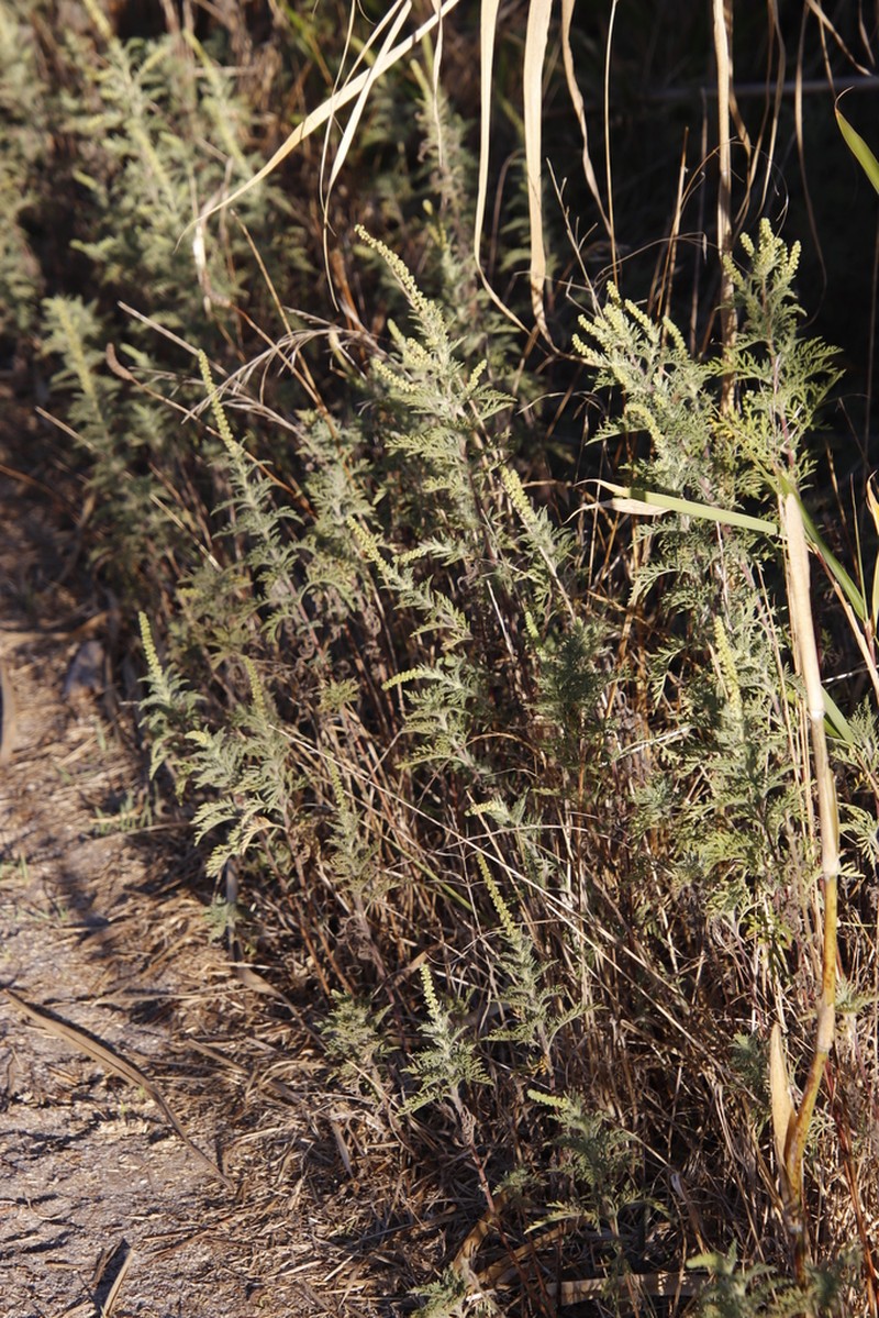 Slimleaf Bur Ragweed photo 3