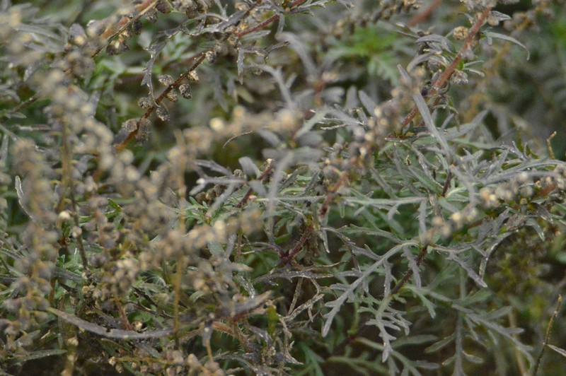 Slimleaf Bur Ragweed photo 4