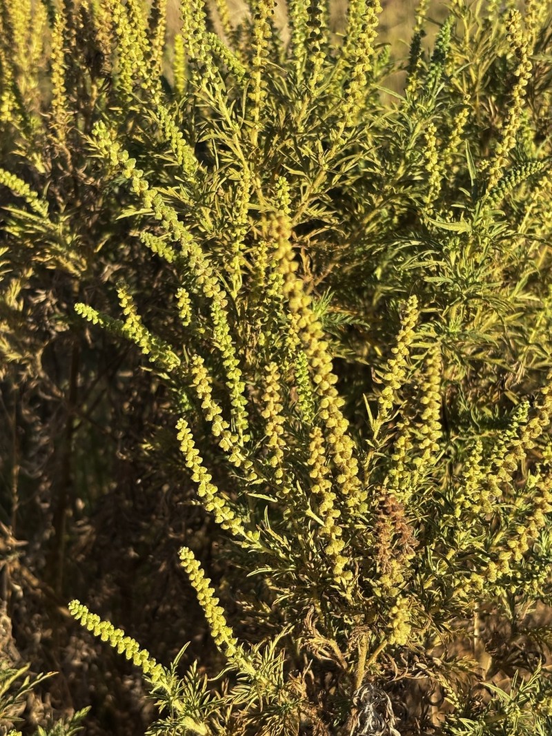 Slimleaf Bur Ragweed photo 5