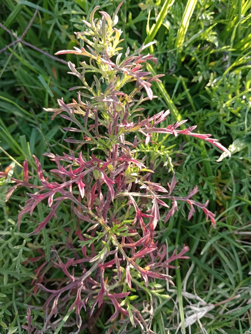 Slimleaf Bur Ragweed photo 6