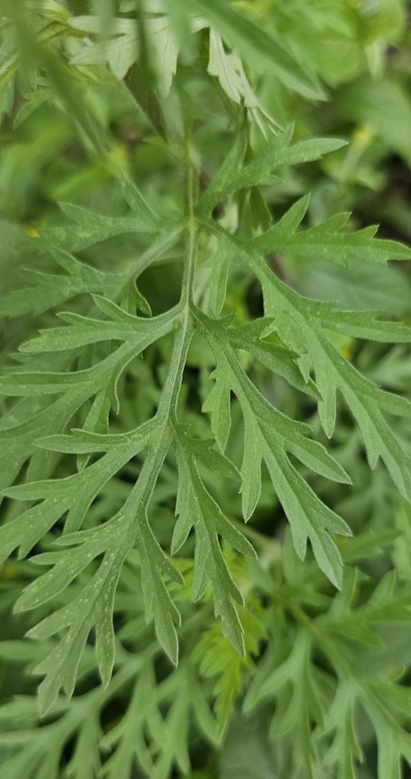 Slimleaf Bur Ragweed photo 8