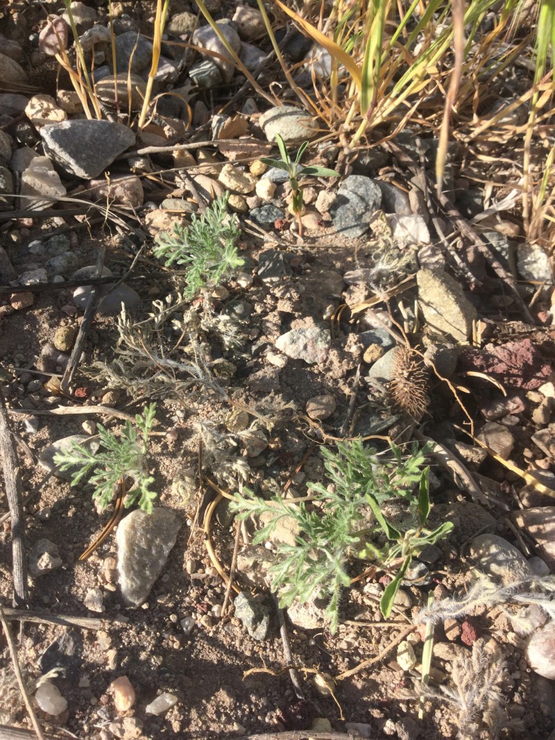 Skeletonleaf Bur Ragweed