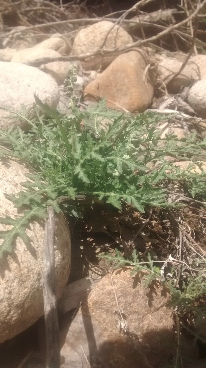Skeletonleaf Bur Ragweed photo 2