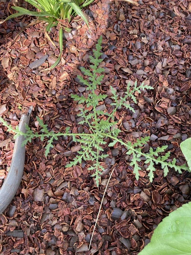 Skeletonleaf Bur Ragweed photo 3