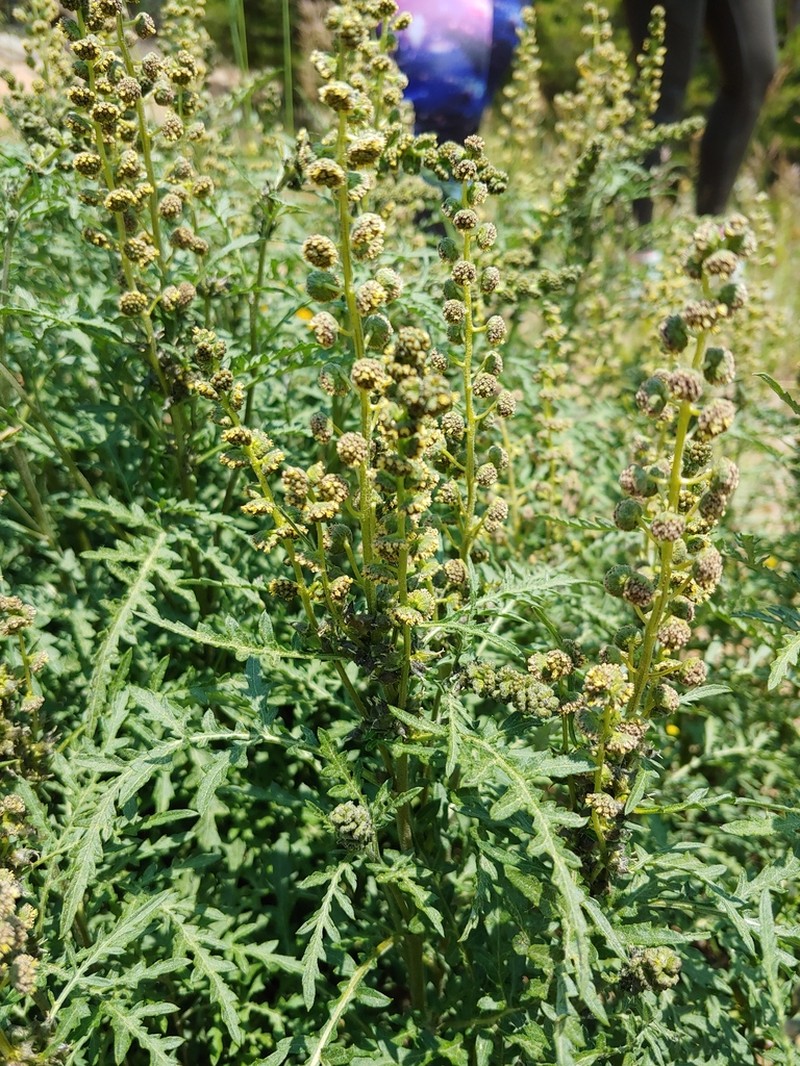 Skeletonleaf Bur Ragweed photo 4