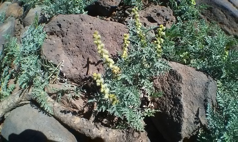 Skeletonleaf Bur Ragweed photo 5