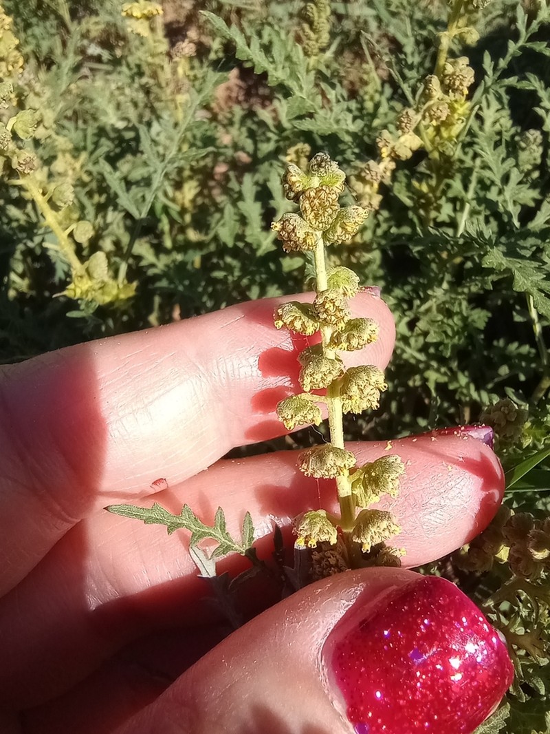 Skeletonleaf Bur Ragweed photo 6