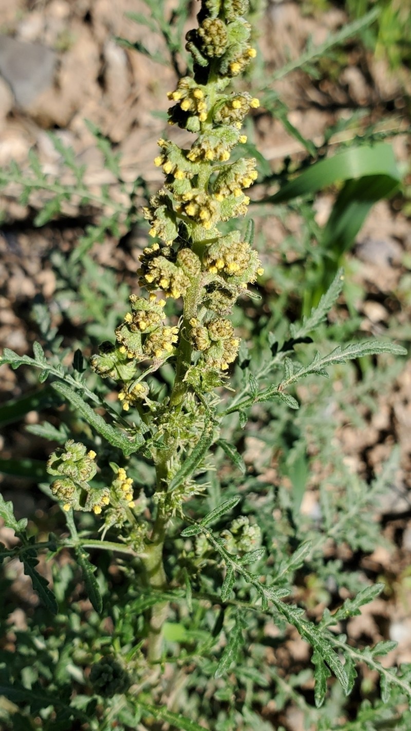 Skeletonleaf Bur Ragweed photo 7