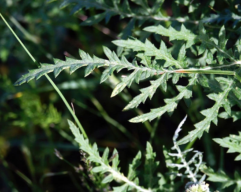 Skeletonleaf Bur Ragweed photo 8