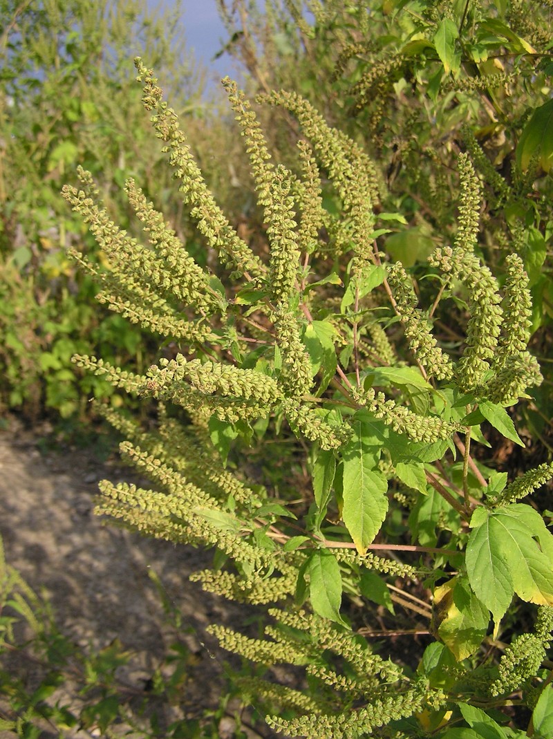 Texan Great Ragweed