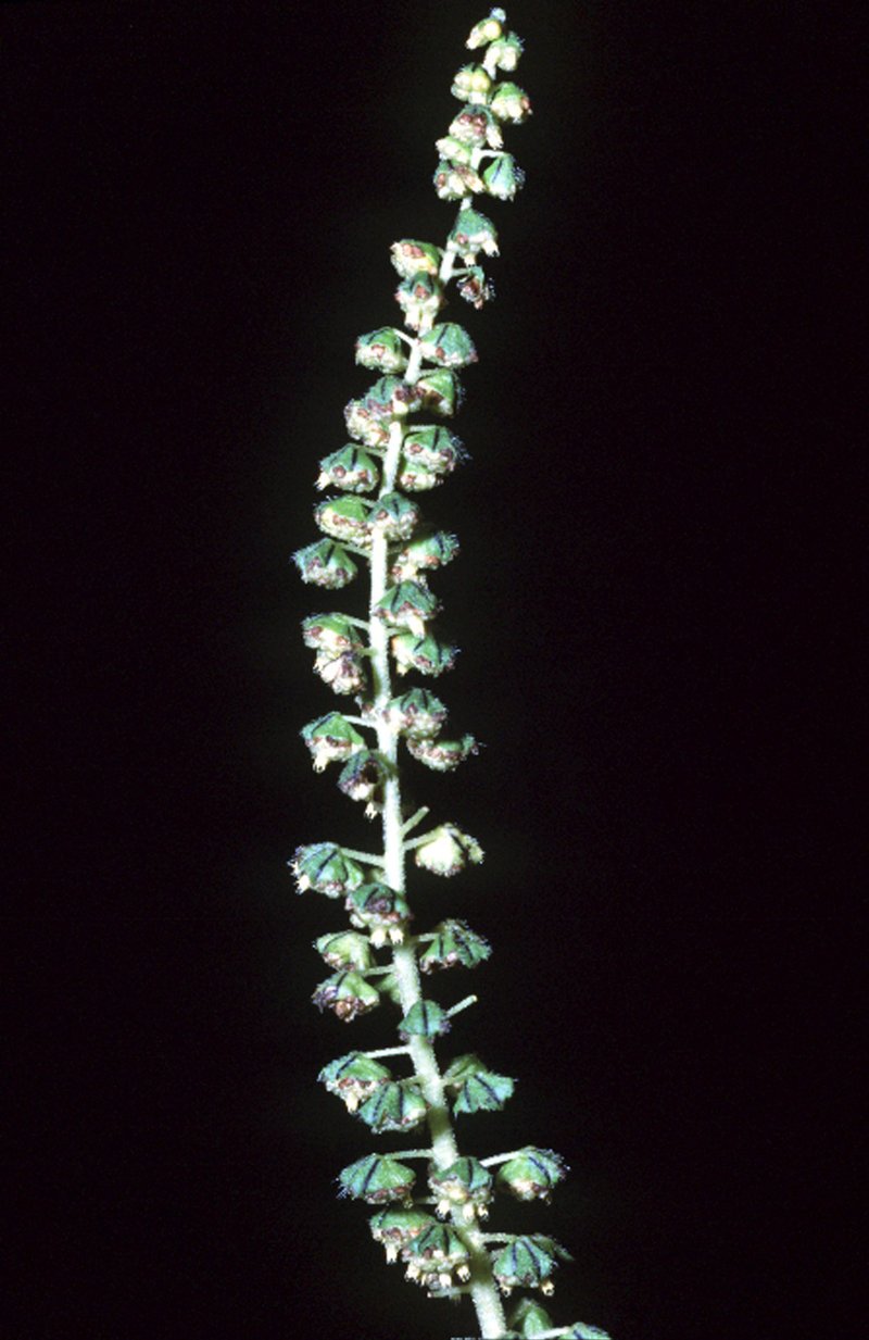 great ragweed photo 4