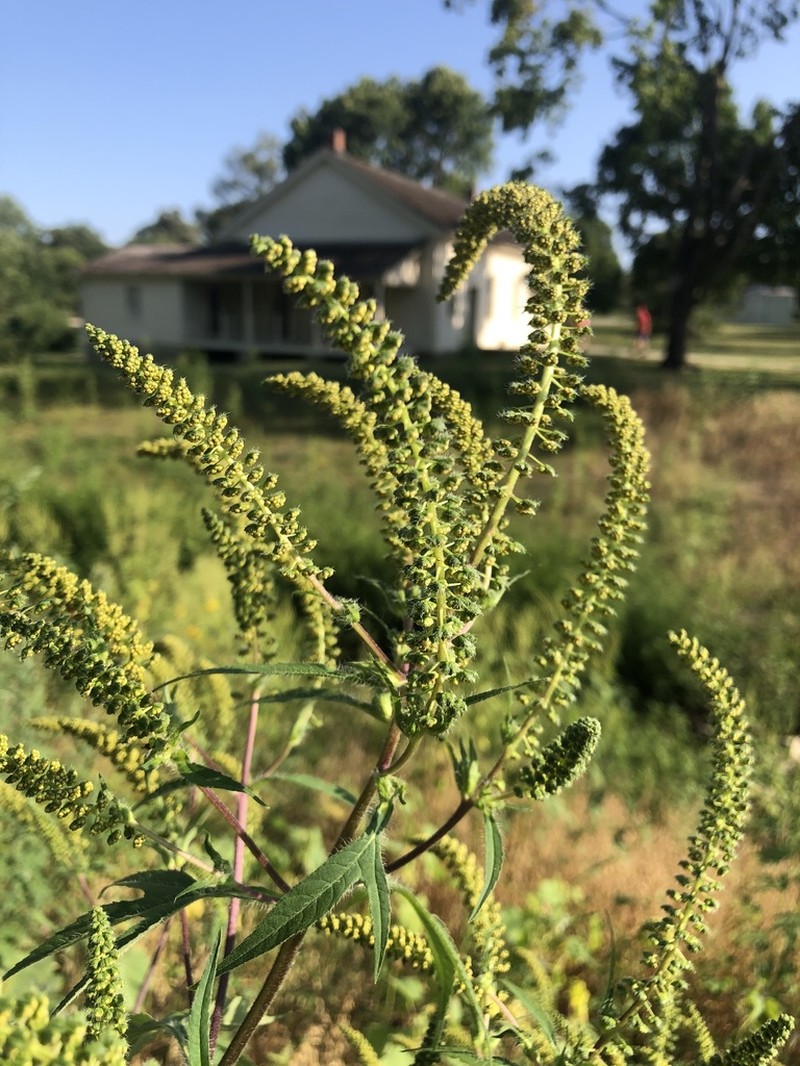 great ragweed photo 5