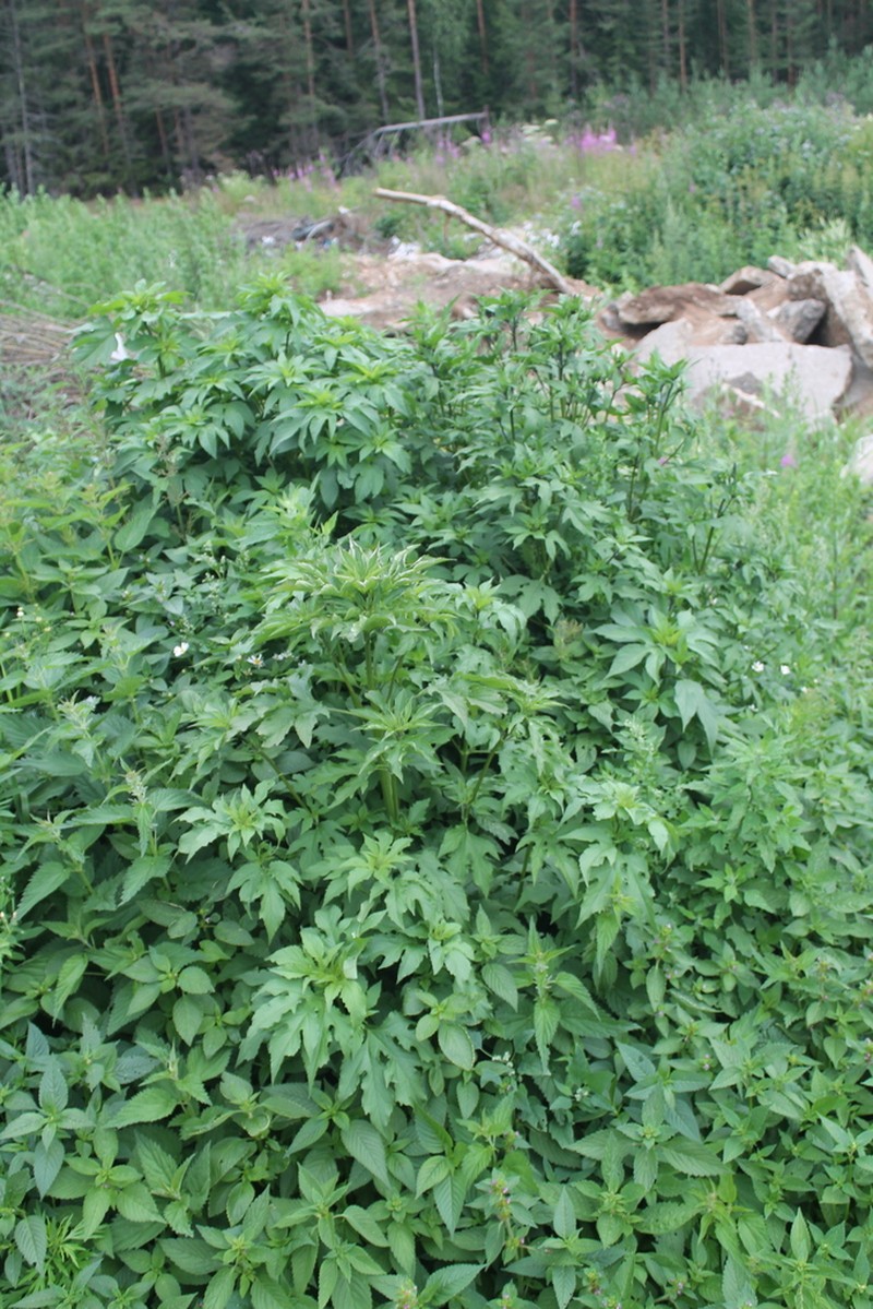 great ragweed photo 6