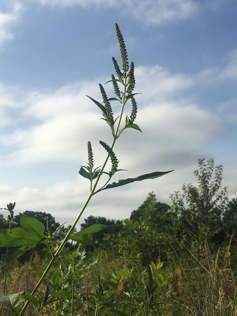 great ragweed photo 7