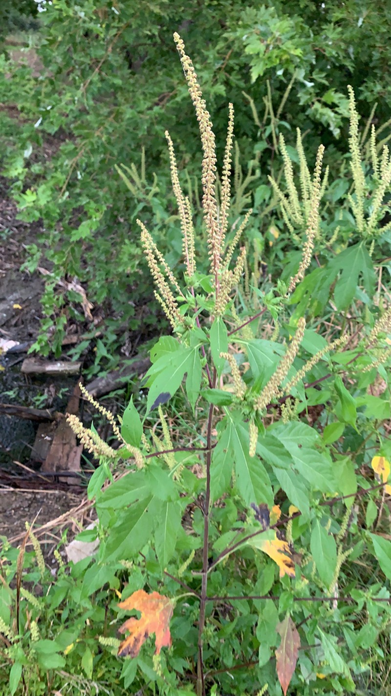 great ragweed photo 8