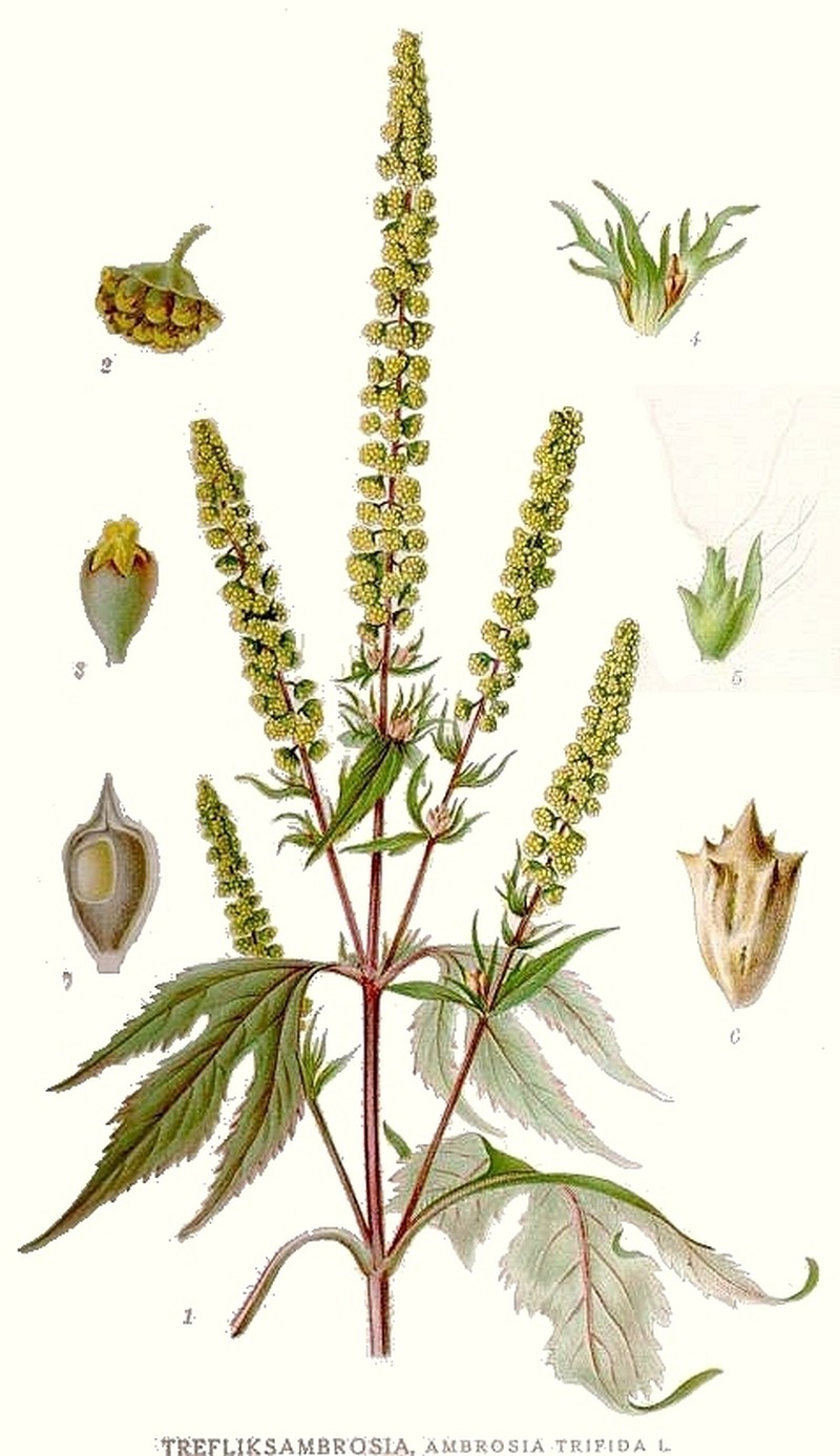 great ragweed photo 2