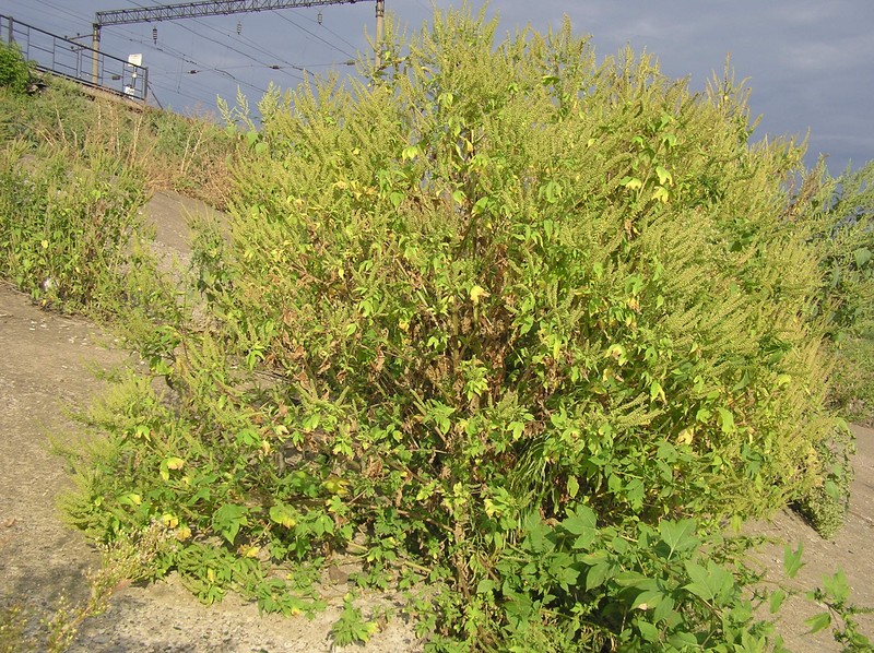 great ragweed photo 3