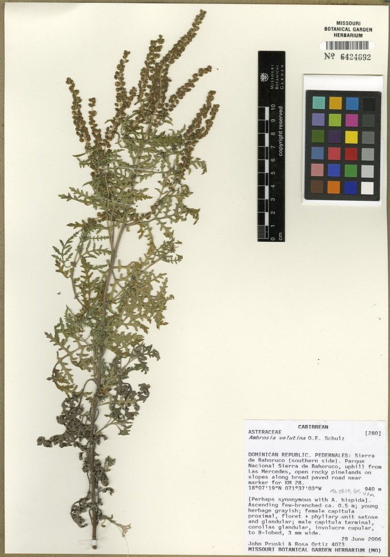 Ambrosia velutina photo 4