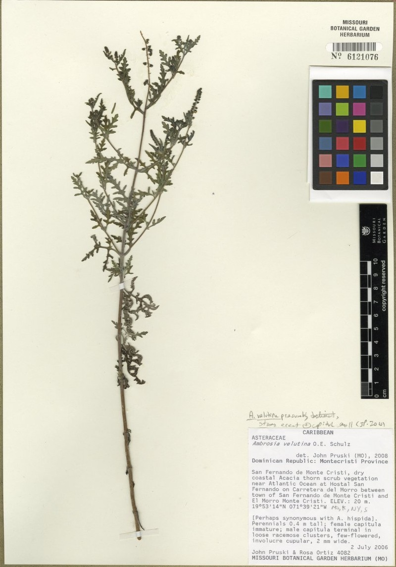 Ambrosia velutina photo 5